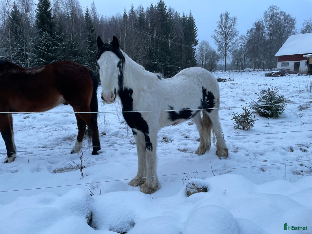 Allround hästar till salu: Fodervärd sökes  i Myresjö - Annons 1