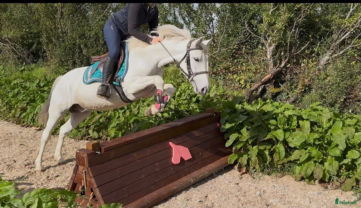  hästar Super 138 pony - Annons 18