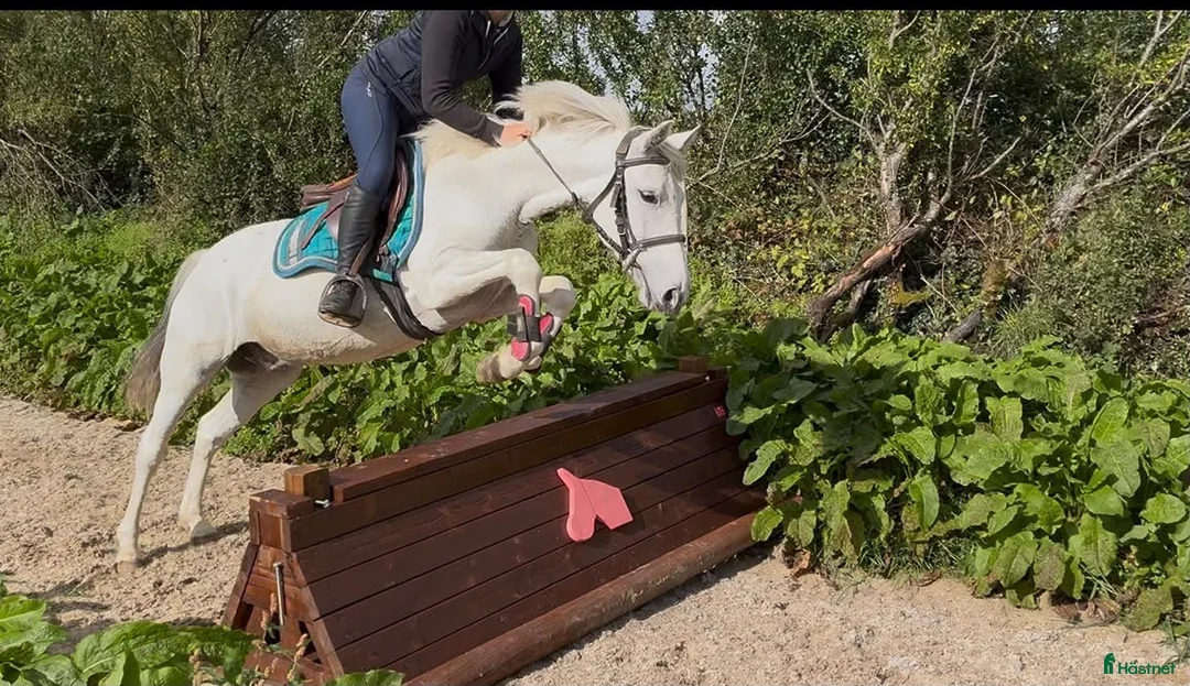 Hoppning hästar till salu: Super 138 pony - Annons 1