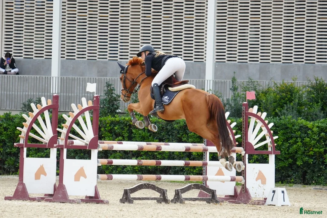 Hoppning hästar till salu: Söt liten hopphäst - Annons 3