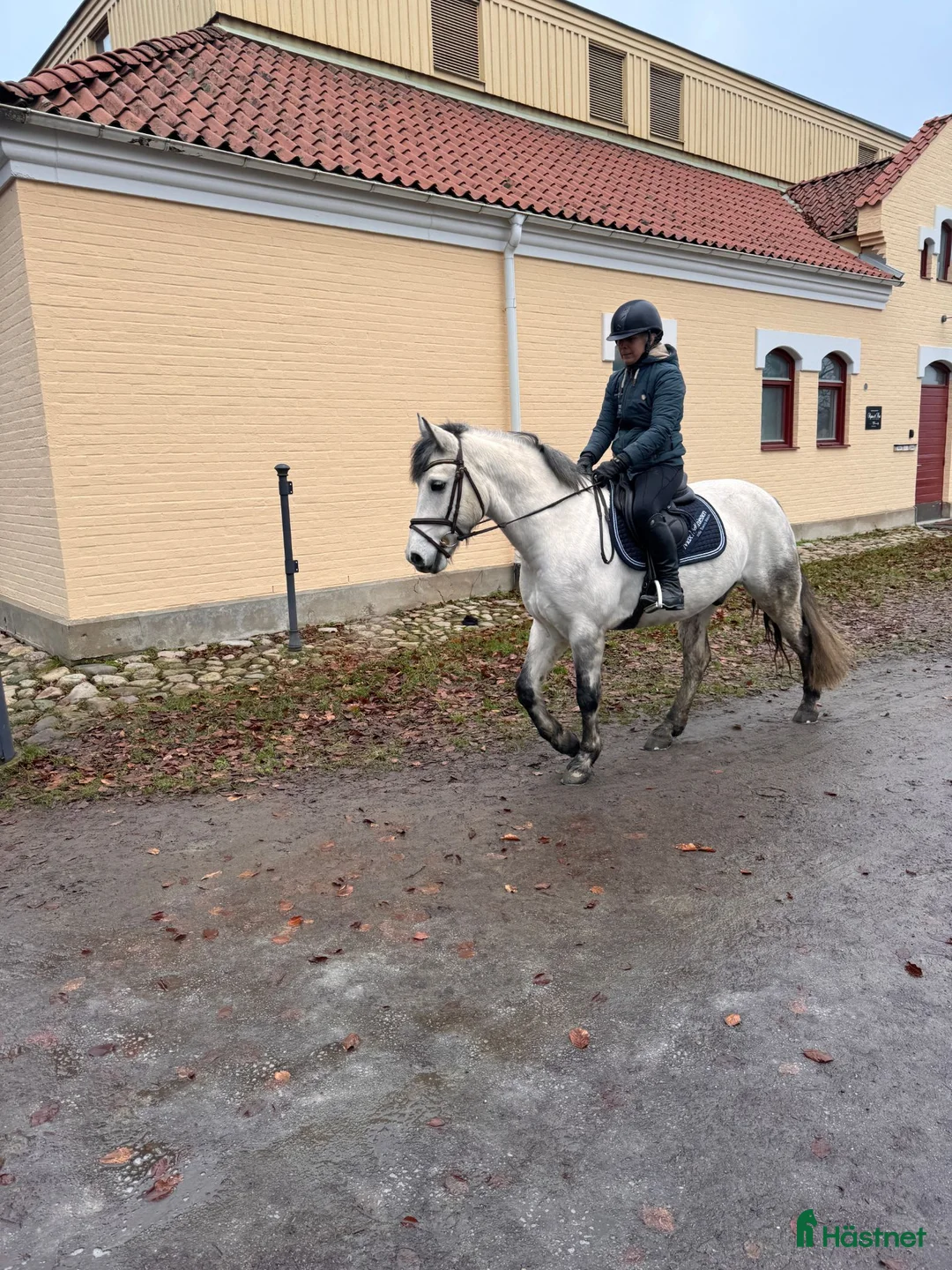 Hoppning hästar till salu: Talangfull Connemara D-ponny  - Annons 2