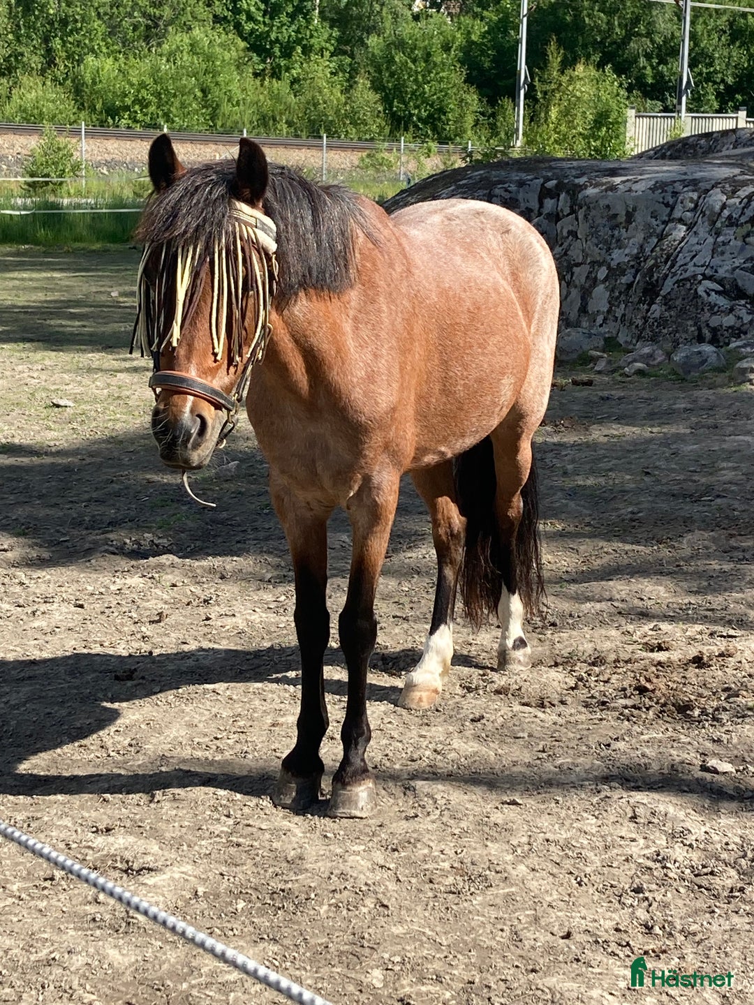 Allround hästar till salu: Trygg bästa vän! i Åkersberga - Annons 4