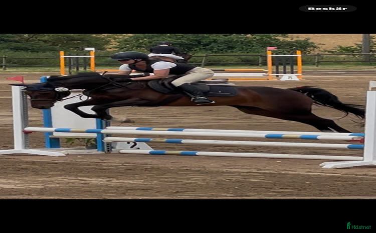  hästar i Ballingslöv - Annons 15