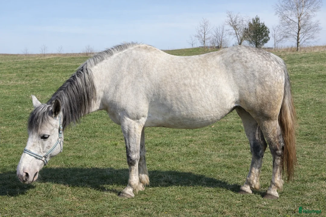 Allround hästar till salu: Blue-eyed cute mare - Annons 1