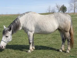 hästar Blue-eyed cute mare - Annons 2