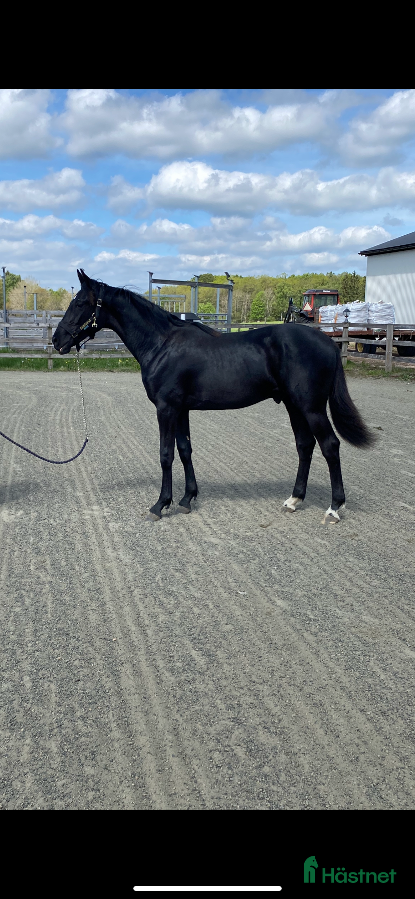  hästar Vacker 1-årshingst med fina poäng - Annons 1