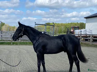 hästar Vacker 1-årshingst med fina poäng - Annons 1