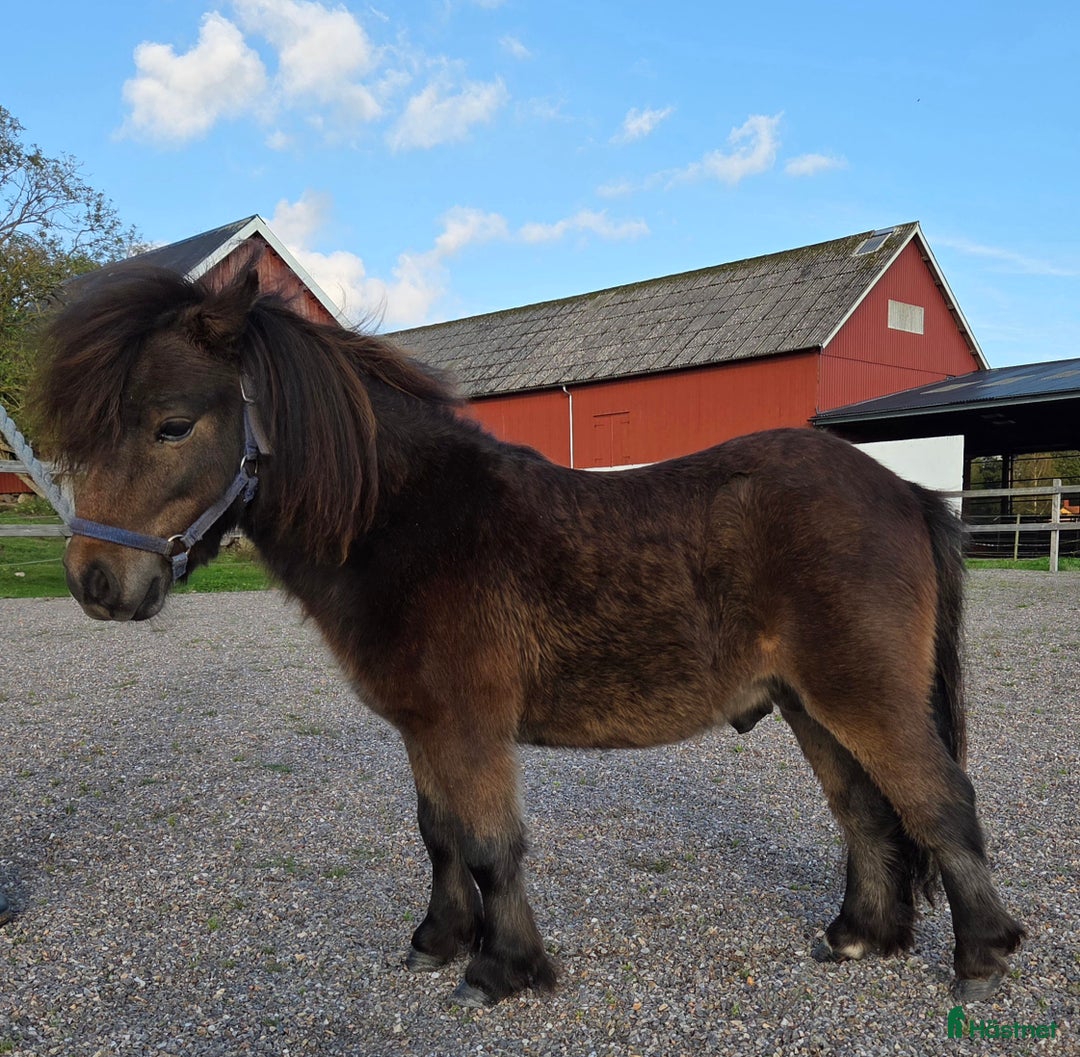 Allround hästar till salu: Minishettis Unghingst i Frändefors - Annons 1