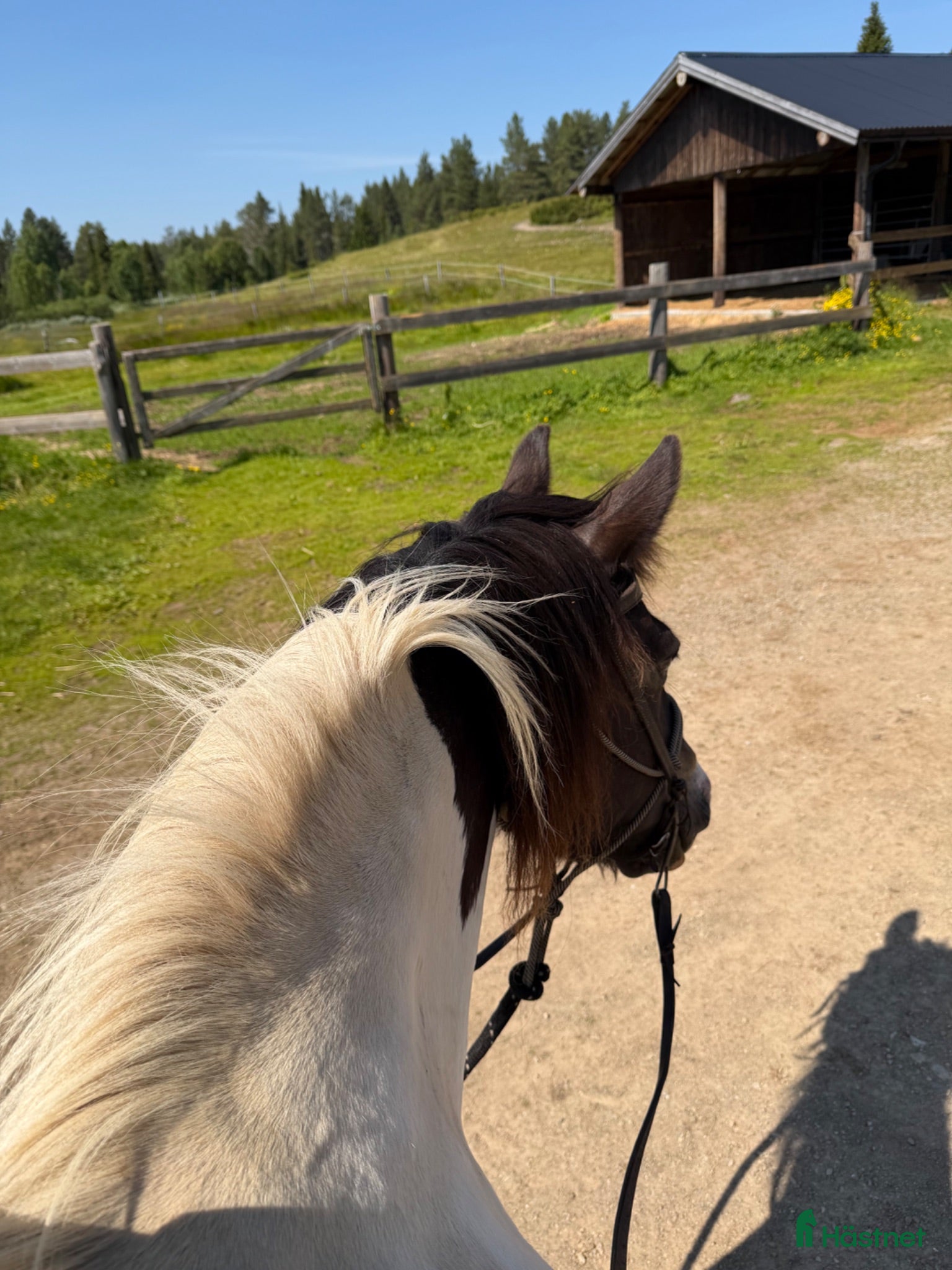  hästar Sökes bästavän skogsmulle  - Annons 3