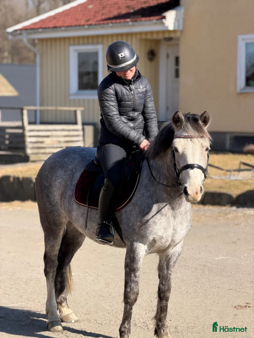 Allround hästar till salu: Härligt sto med utstrålning!  - Annons 1