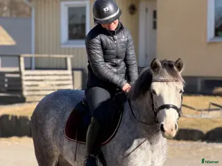 hästar Härligt sto med utstrålning! - Annons 14