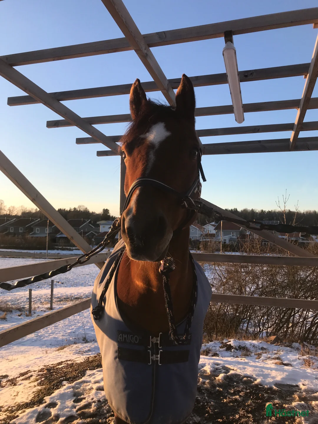  foderhäst finnes: Sällskapshäst söker foderhem  - Annons 1