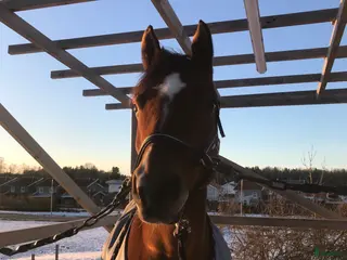 foderhäst Sällskapshäst söker foderhem - Annons 2