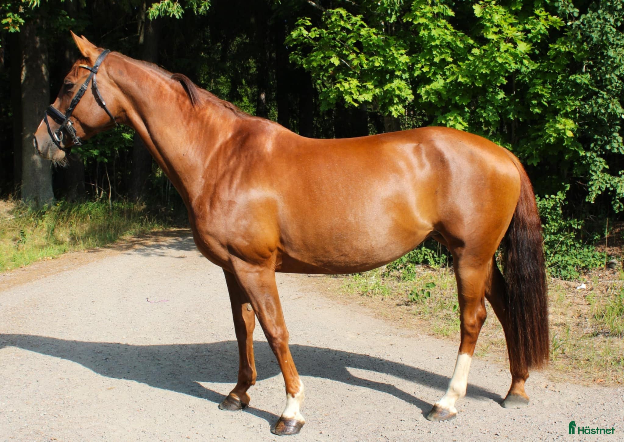  hästar Mycket fint dressyrsto  i Skövde - Annons 23