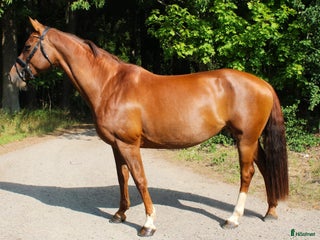 hästar Mycket fint dressyrsto i Skövde - Annons 9