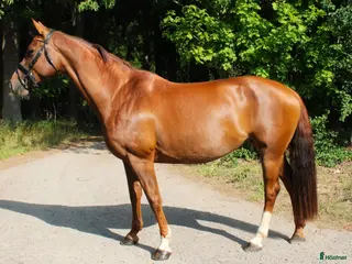 hästar Mycket fint dressyrsto - Annons 4