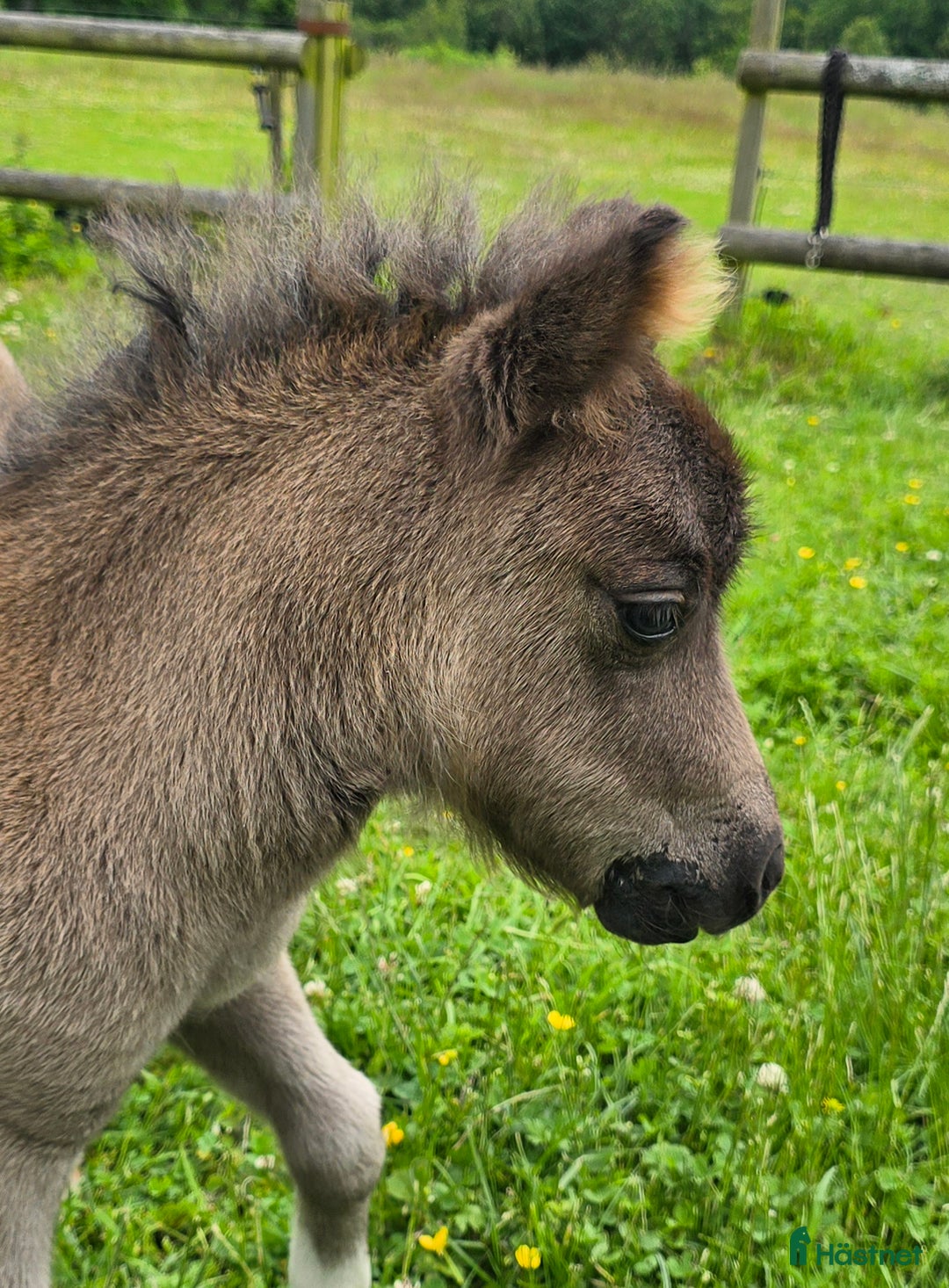 Allround hästar till salu: Bedårande minishetland i Hörby - Annons 11