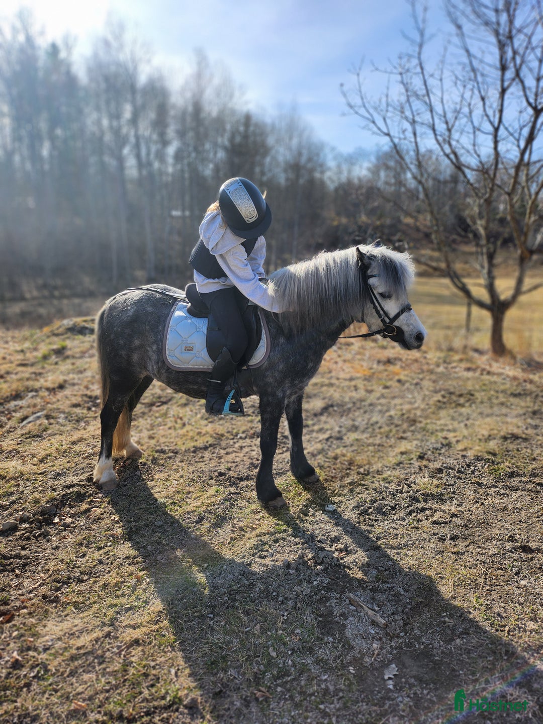Allround hästar till salu: Trevlig Welsponny  i Vingåker - Annons 2