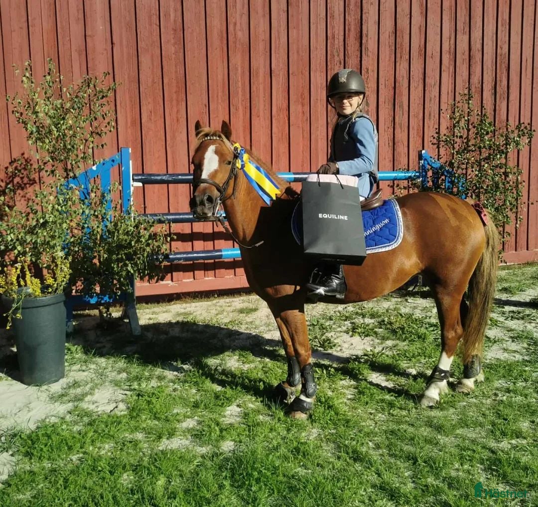  hästar Rallyräka  - Annons 1