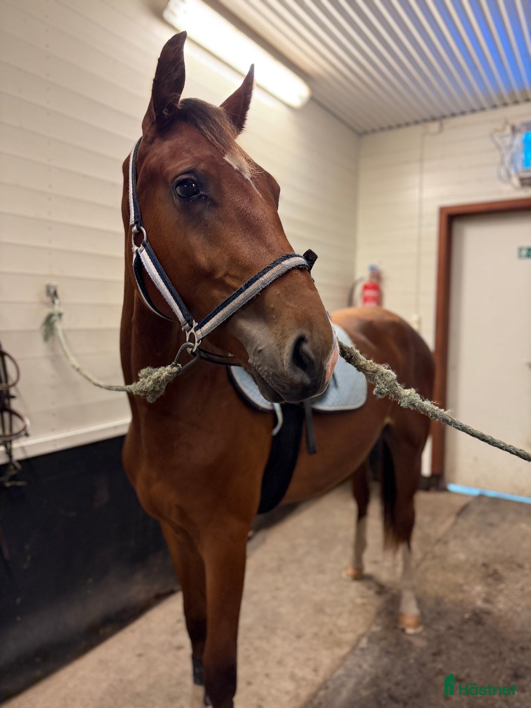 Hoppning hästar till salu: Lovande unghäst för framtiden! i Hällevadsholm - Annons 3