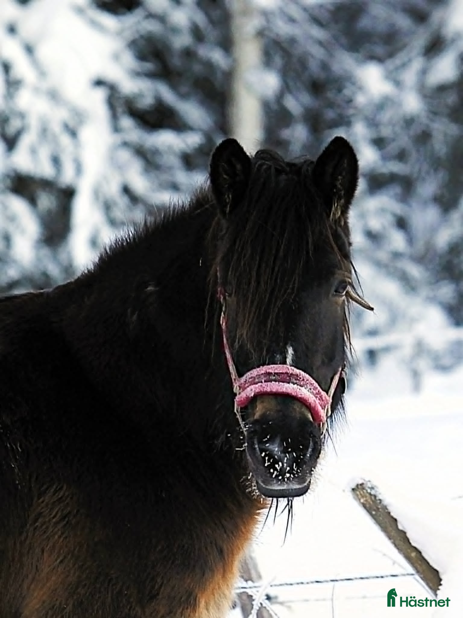  hästar Mycket trevligt inridet sto söker sista hem - Annons 8