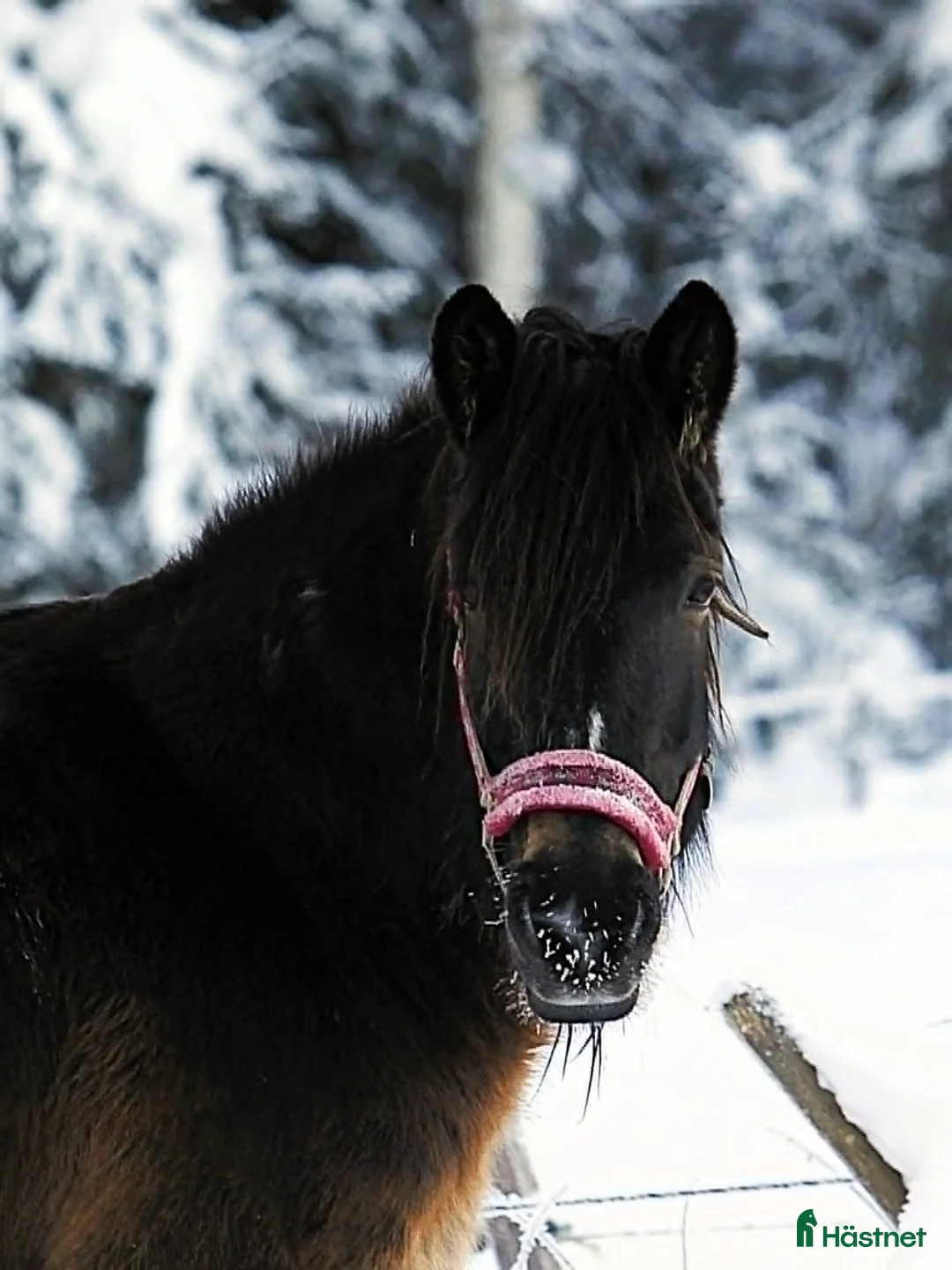 Allround hästar till salu: Mycket trevligt inridet sto söker sista hem - Annons 1
