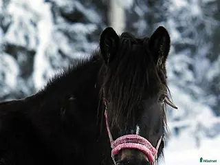 hästar Mycket trevligt inridet sto söker sista hem - Annons 8