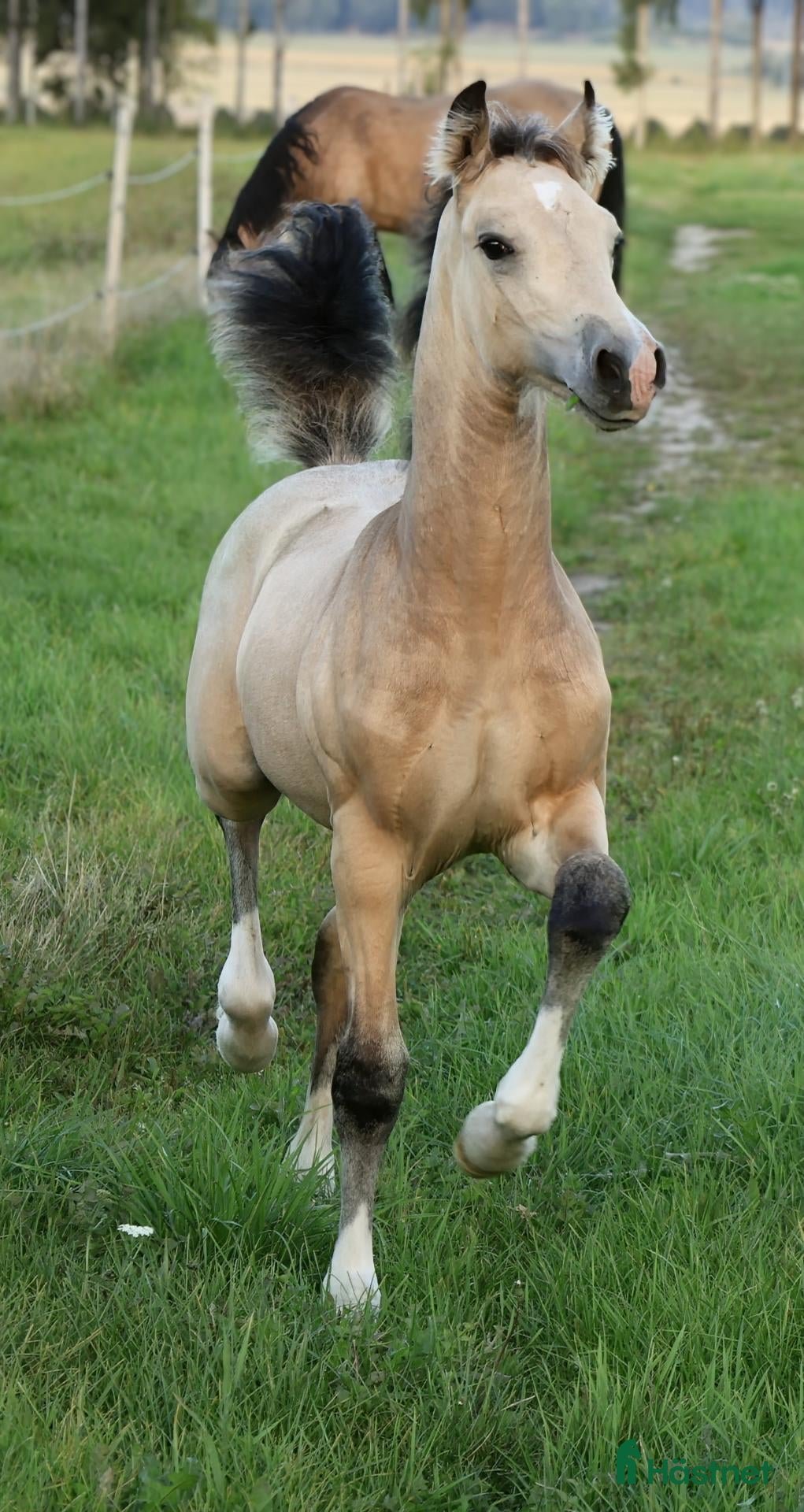  hästar Vacker welsh cob kille - Annons 2