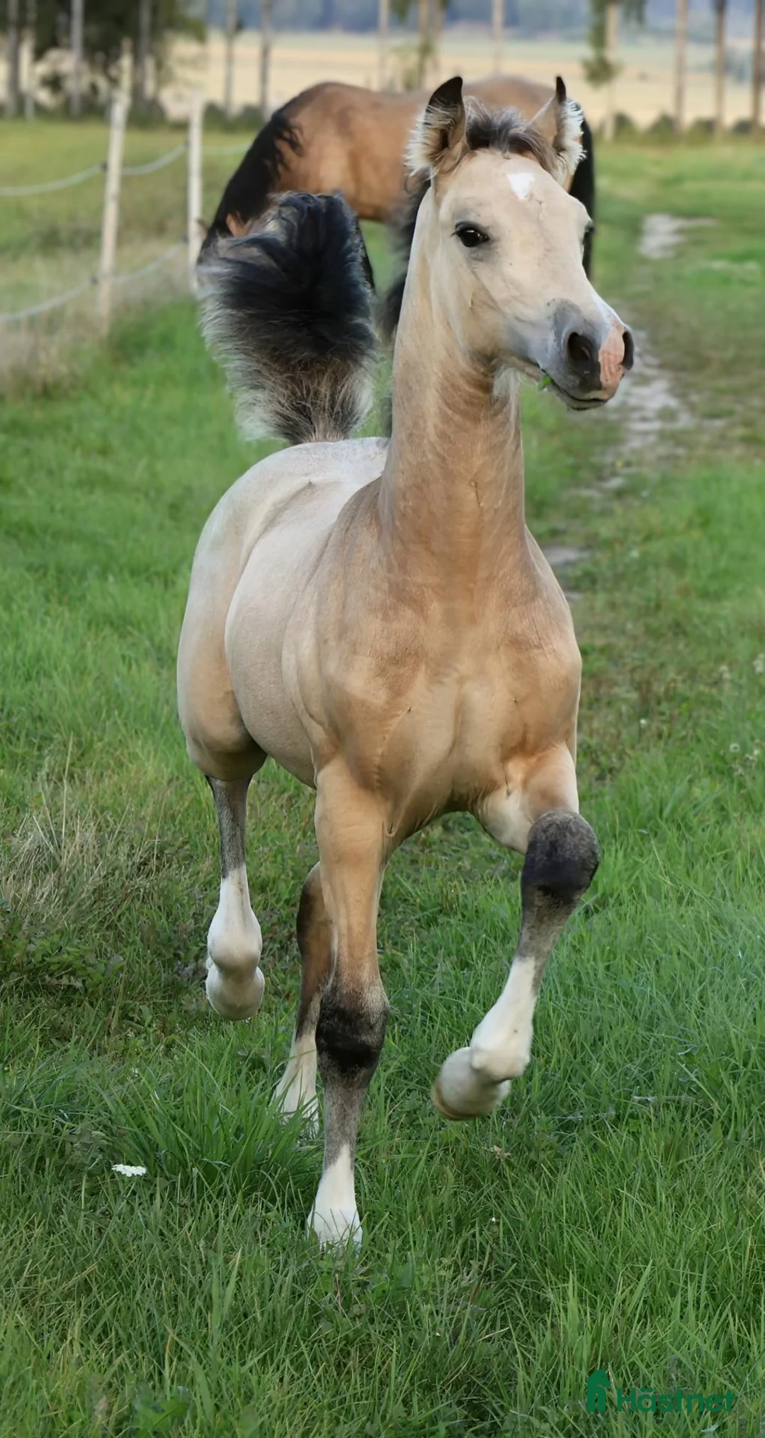 Allround hästar till salu: Vacker welsh cob kille - Annons 2