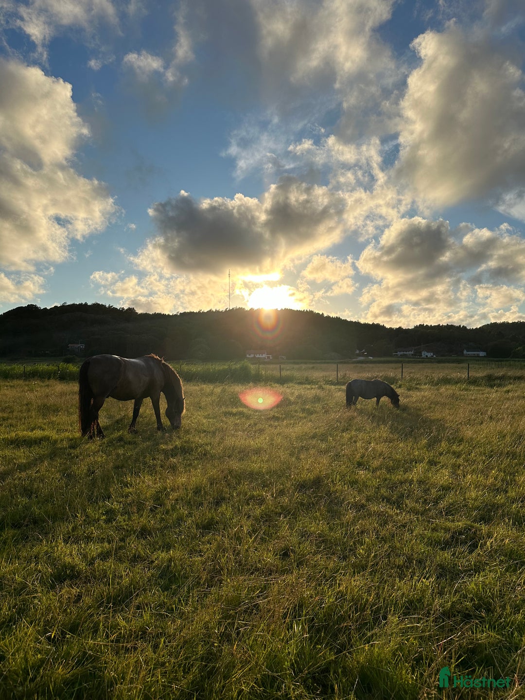 Allround hästar sökes: Söker en trygg bästa vän till min mamma  i Klövedal - Annons 1