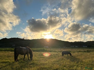 Allround hästar sökes: Söker en trygg bästa vän till min mamma i Klövedal - Annons 1