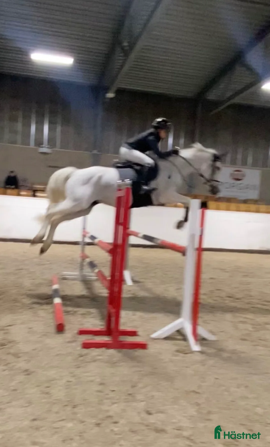 Avelshästar hästar till salu: Elite Broodmare Opportunity  - Annons 2