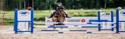 Hoppning hästar till salu: Meriterad hopp- & fälttävlansponny  - Annons 1