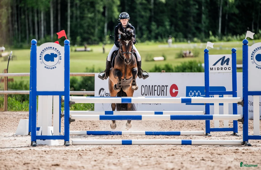 Hoppning hästar till salu: Meriterad hopp- & fälttävlansponny  - Annons 1