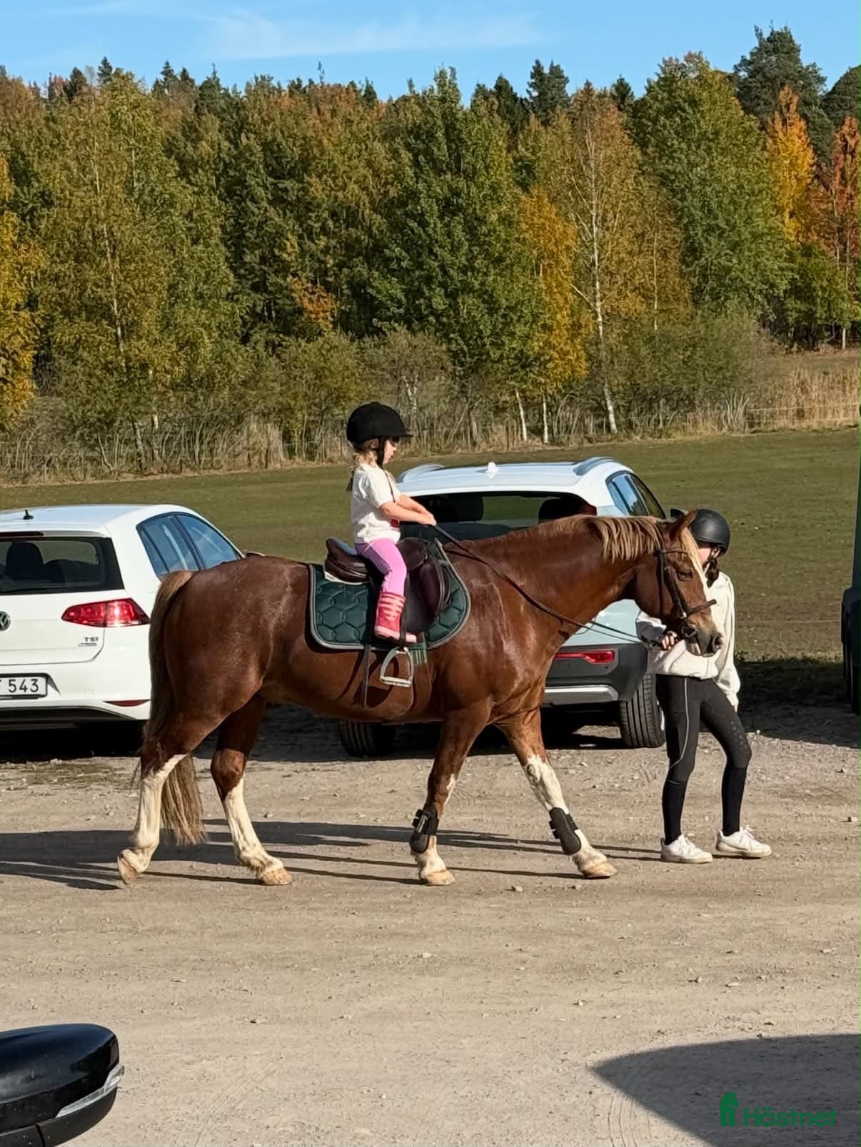  hästar Maxad c-ponny - Annons 2