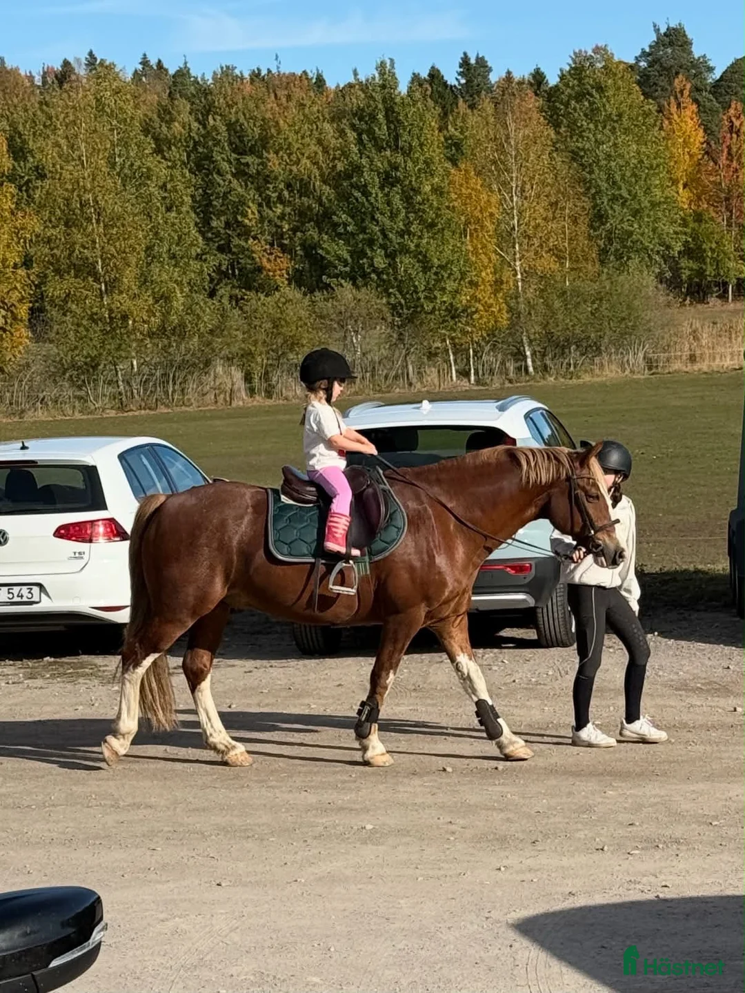 Allround hästar till salu: Maxad c-ponny - Annons 2