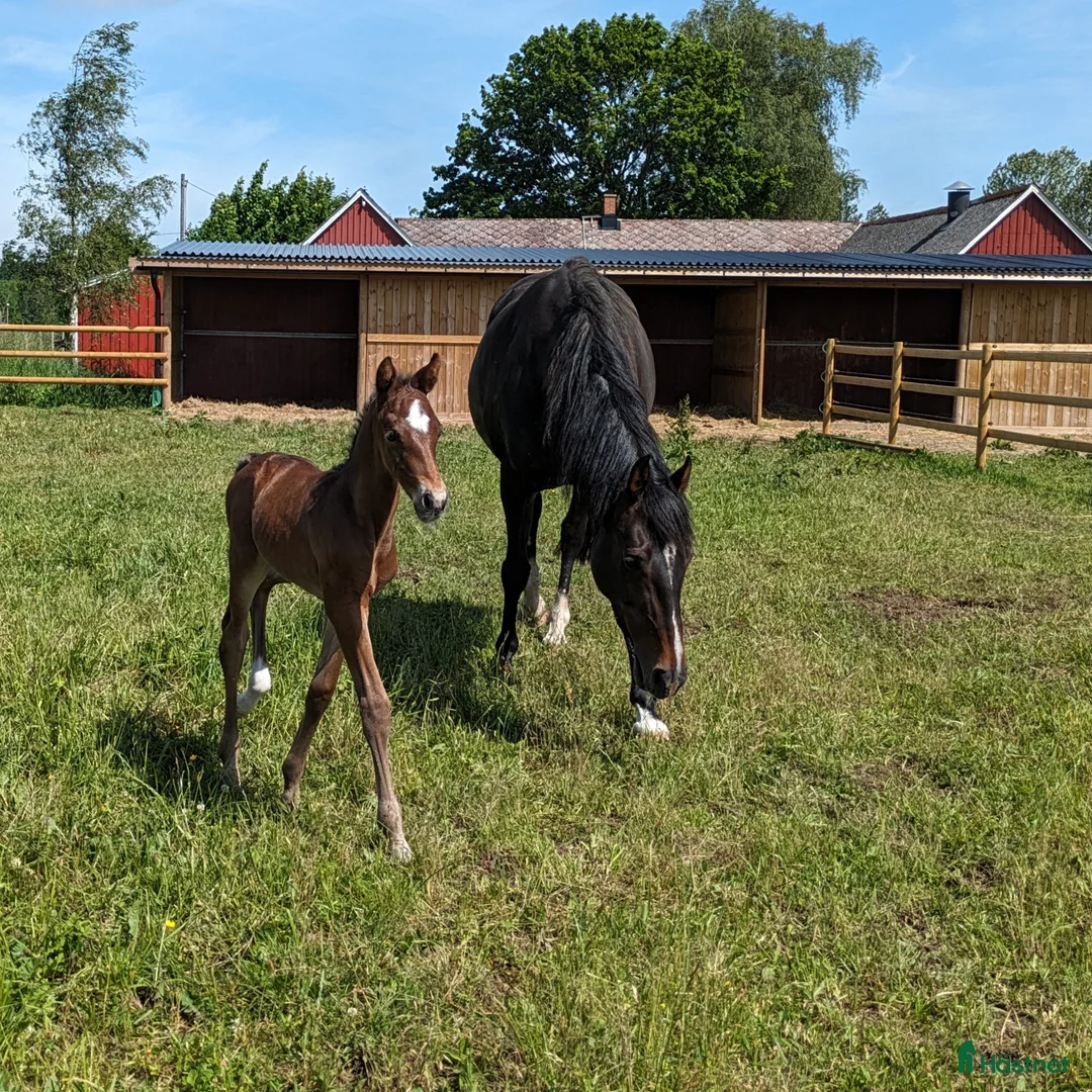  stallplats finnes: 1 ledig plats på underbar lösdrift  i Hörby - Annons 15