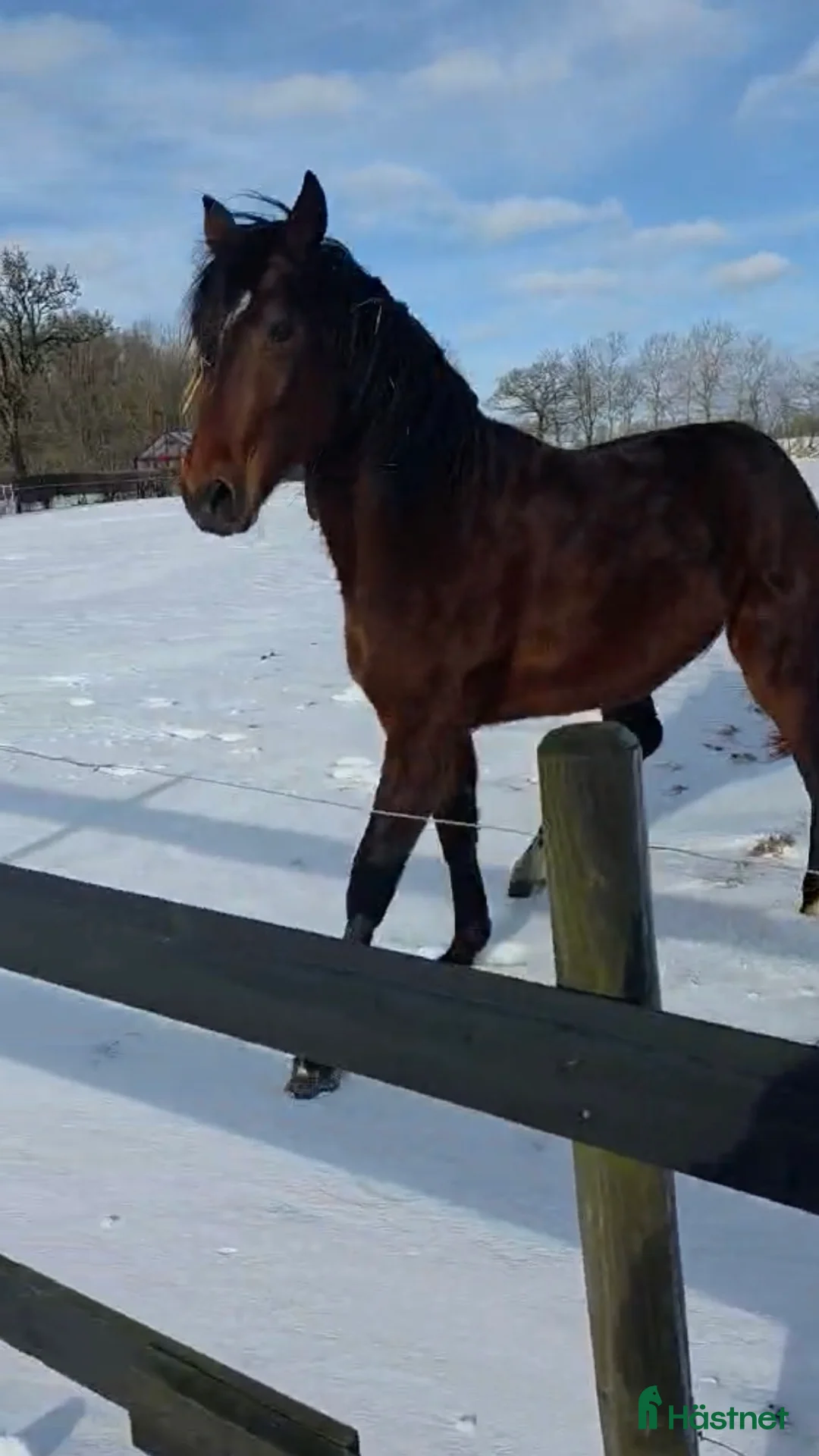 Allround hästar till salu: Supersnäll 2årig hingst  i Röstånga - Annons 1