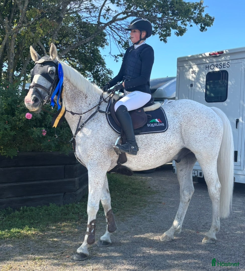  hästar Häftig Rosettplockare childrenhäst i Eskilstuna - Annons 15