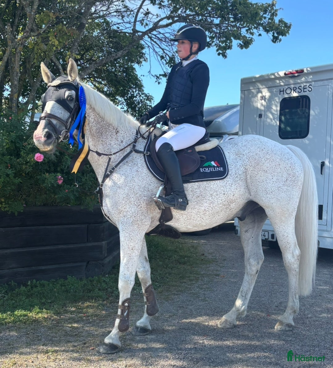 Hoppning hästar till salu: Häftig Rosettplockare childrenhäst i Eskilstuna - Annons 1