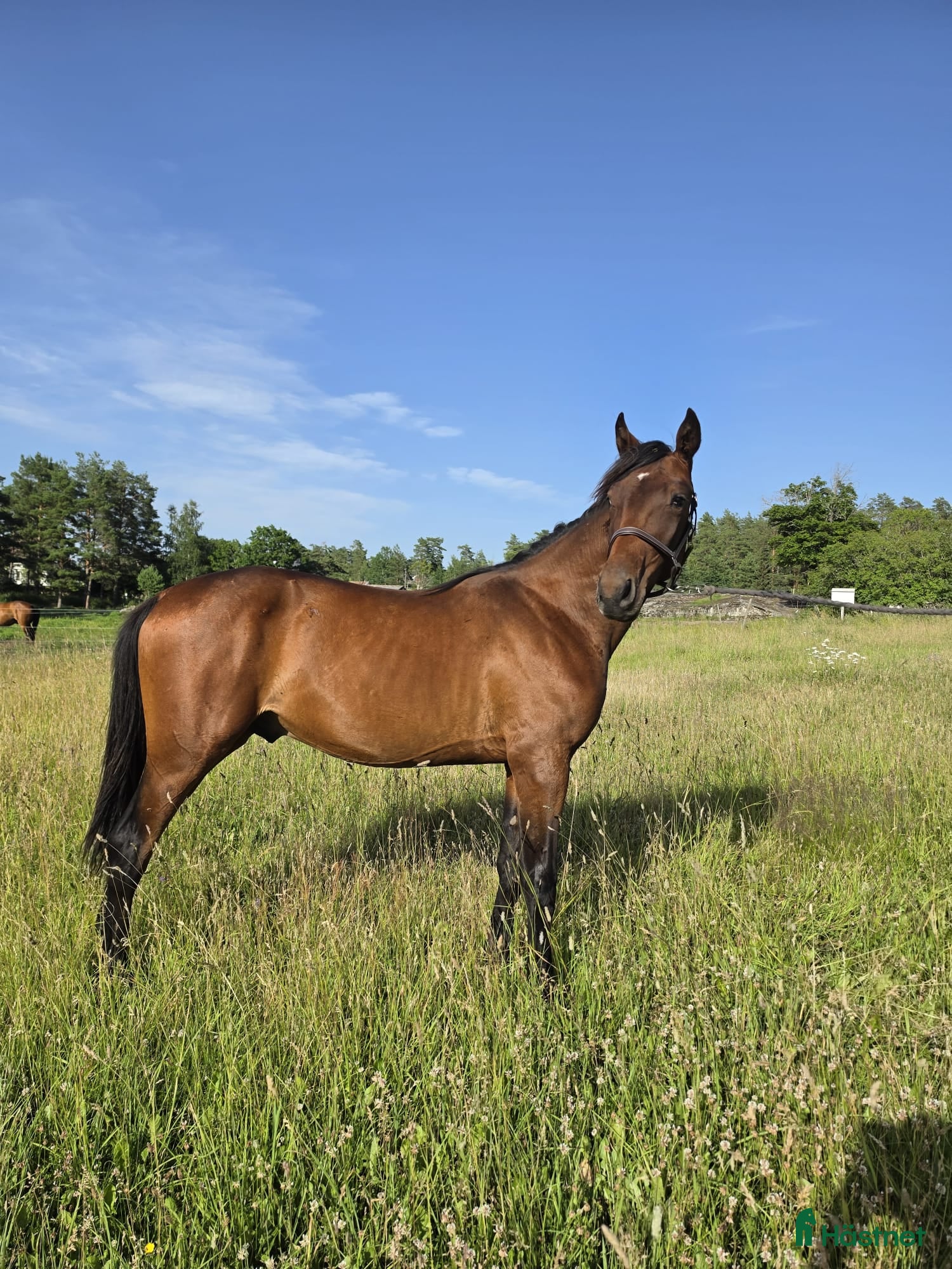 Trav hästar till salu: Välhanterad 1 års hingst för trav  - Annons 1