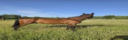 Trav hästar till salu: Välhanterad 1 års hingst för trav  - Annons 1