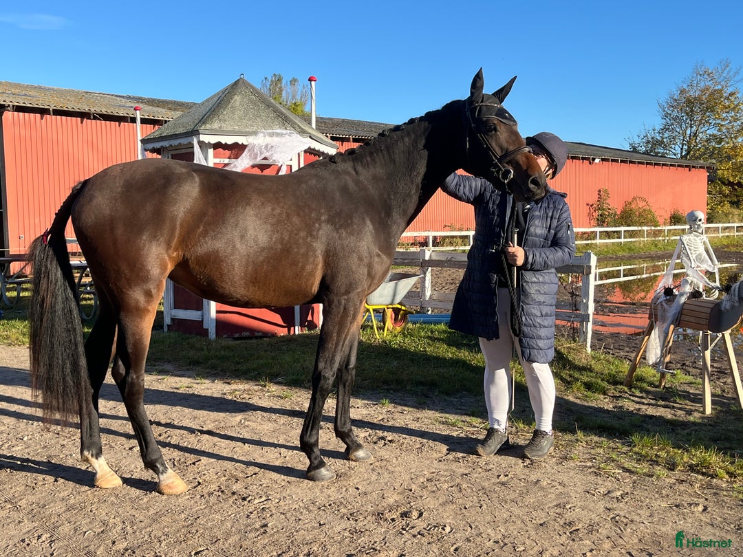 Hoppning hästar till salu: Dansk Varmblod i Ruds-Vedby - Annons 2