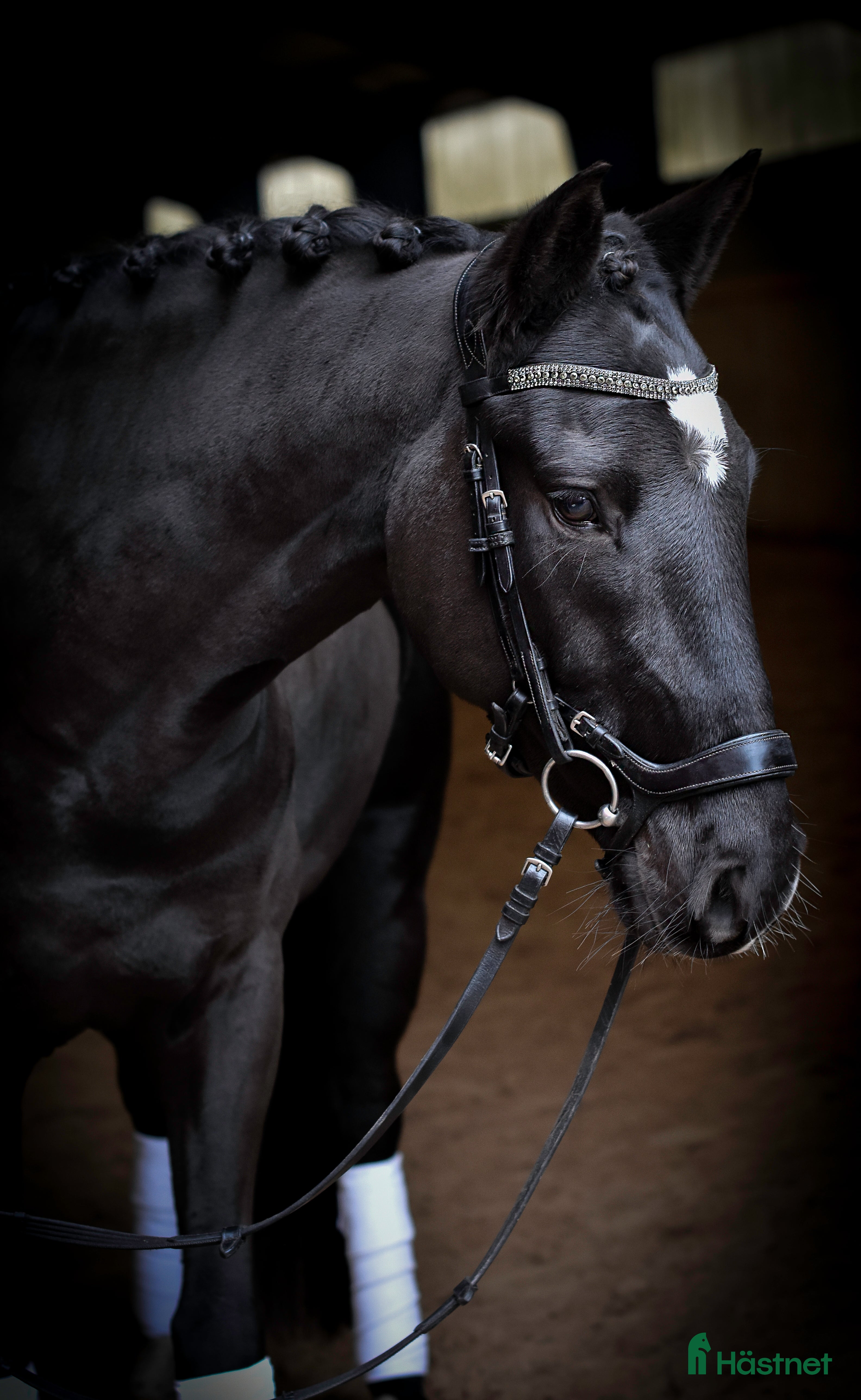  hästar *Uppdaterad* Lättlärd ponny med kapacitet i Halmstad - Annons 2