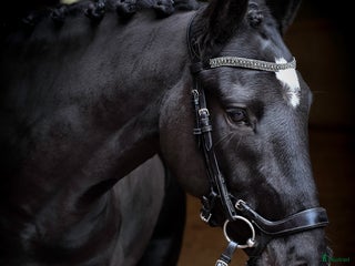 hästar *Uppdaterad* Lättlärd ponny med kapacitet i Halmstad - Annons 6