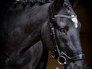 hästar *Uppdaterad* Lättlärd ponny med kapacitet - Annons 8