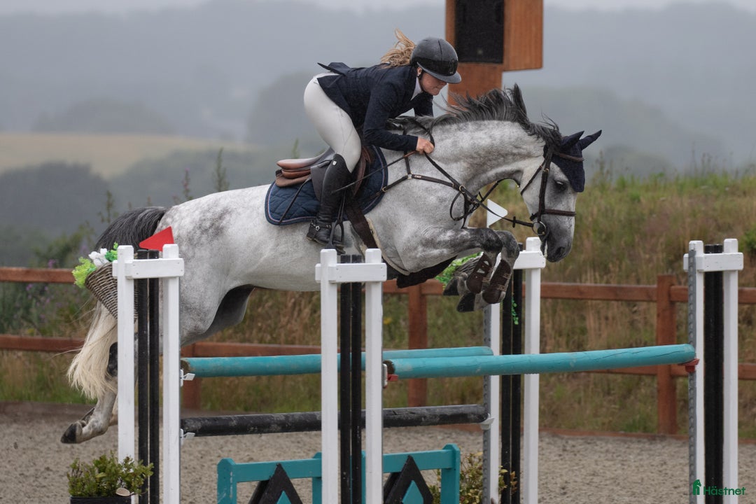 Hoppning hästar till salu: 8års vallak til salg  - Annons 3