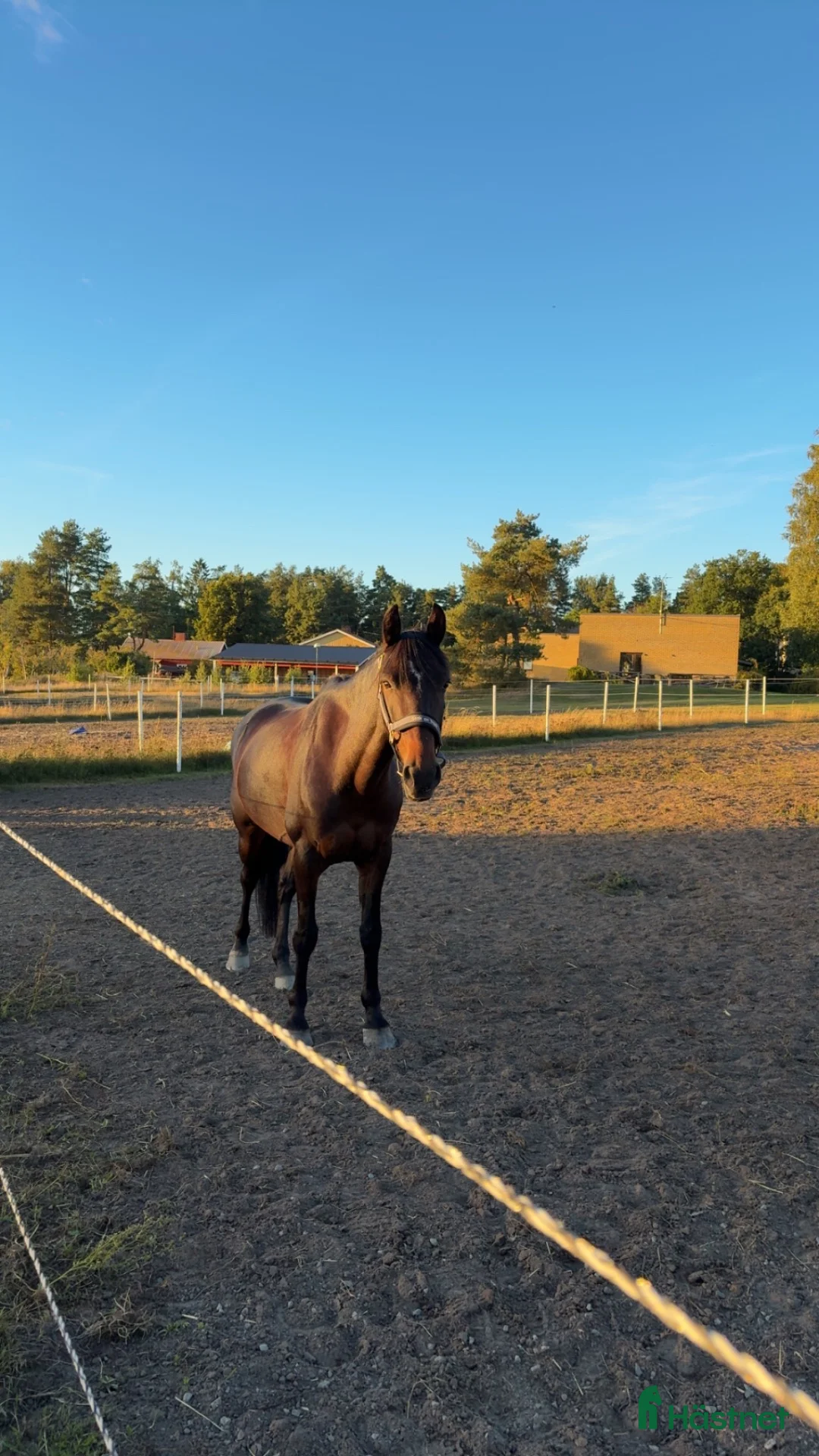 Dressyr hästar till salu: Dressyrponny - Annons 2