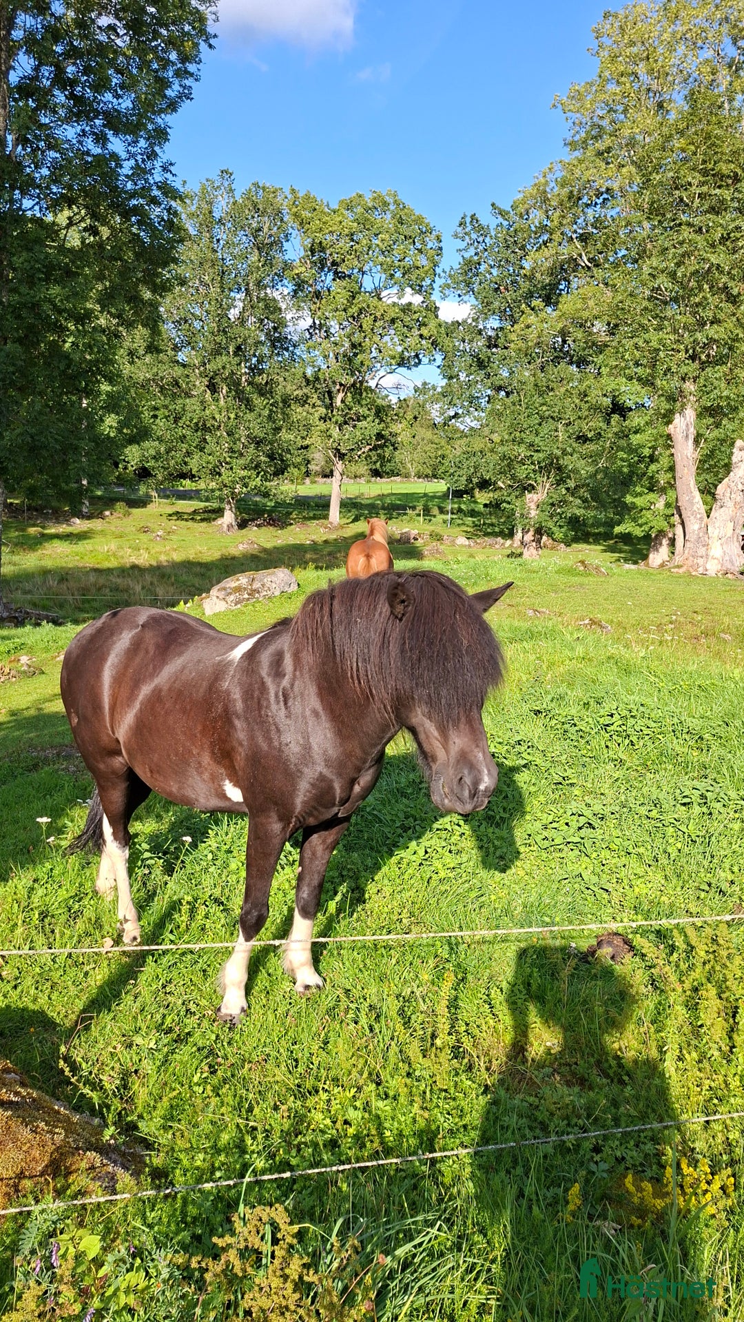  medryttarhäst finnes: Medryttare önskas i Lönsboda - Annons 2