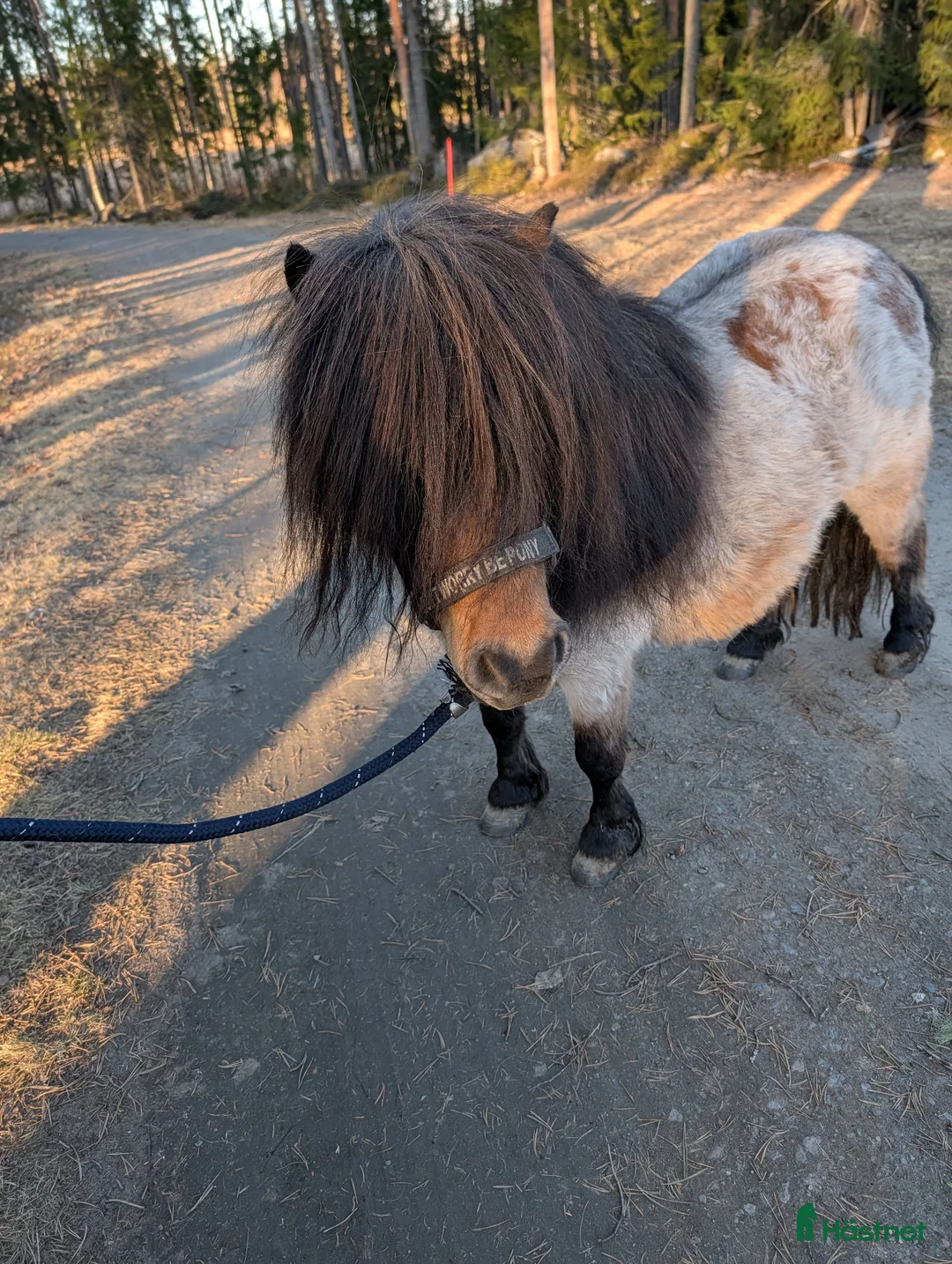 Allround hästar till salu: Fint ministo - Annons 2